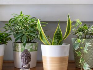 Vastu Plants to Bring Positive Energy into Your Home