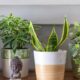 Vastu Plants to Bring Positive Energy into Your Home