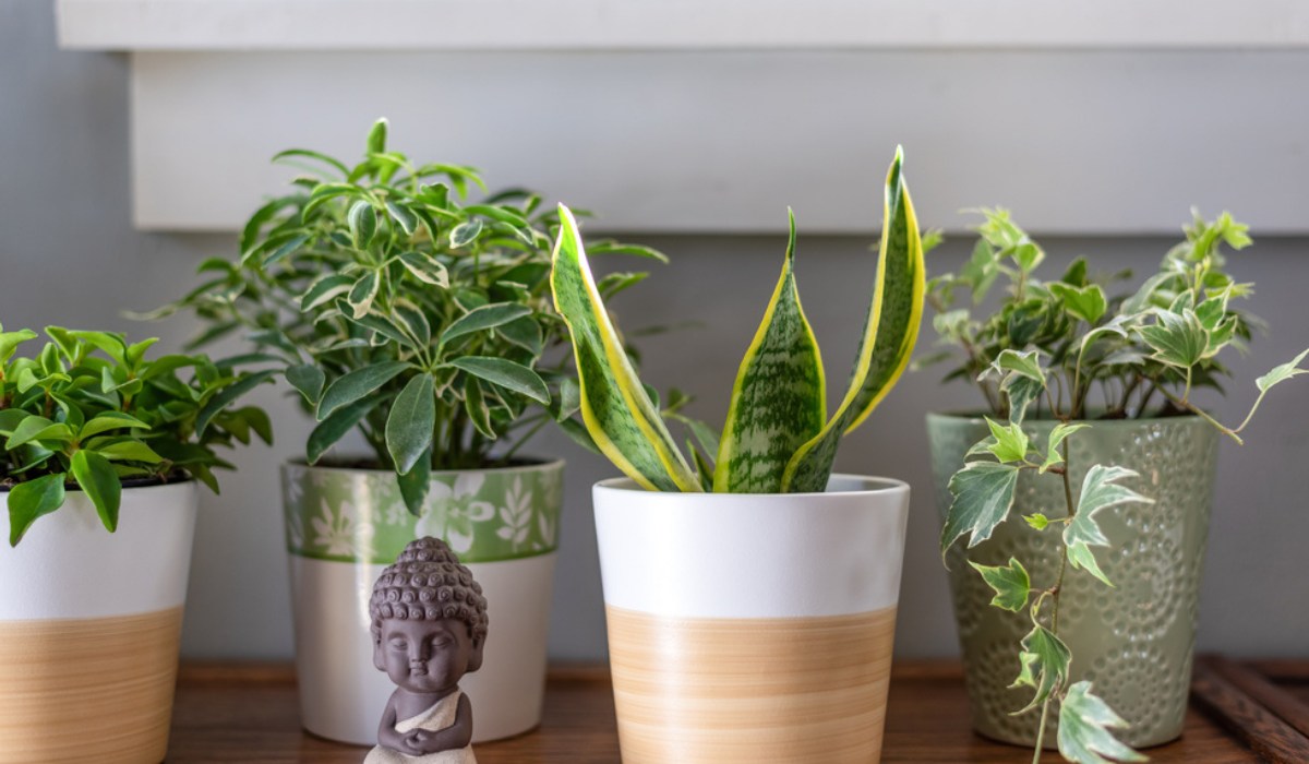 Vastu Plants to Bring Positive Energy into Your Home